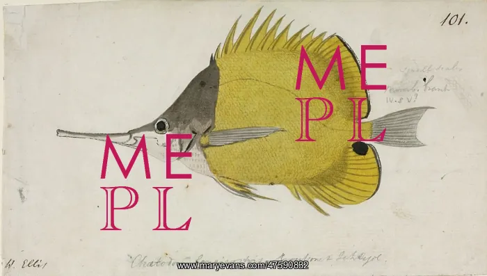 : Chaetodon aculeatus, longsnout butterflyfish : Chaetodon aculeatus, longsnout butterflyfish