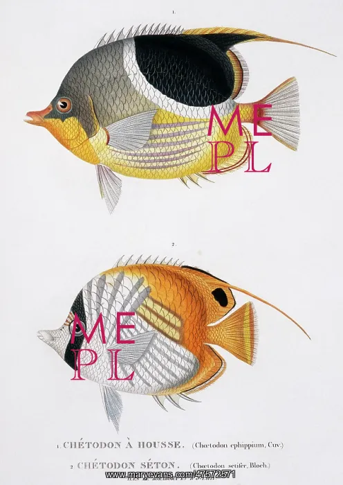 : Chaetodon ephippium, Chaetodon ocellatus : Chaetodon ephippium, Chaetodon ocellatus