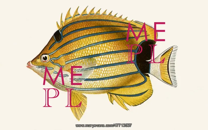 : Chaetodon Fremblii : Chaetodon Fremblii