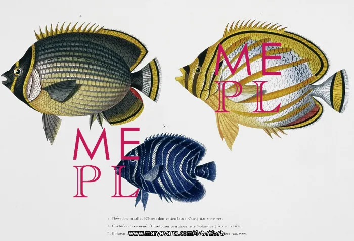 : Chaetodon sp. butterflyfish : Chaetodon sp. butterflyfish