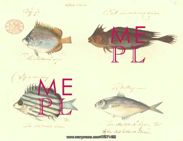 : Chaetodon sp. Cristiceps aurantiacus, Microcanthus joyceae : Chaetodon sp. Cristiceps aurantiacus, Microcanthus joyceae
