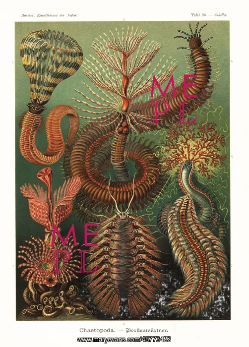 : Chaetopoda or annelid ringed worms : Chaetopoda or annelid ringed worms