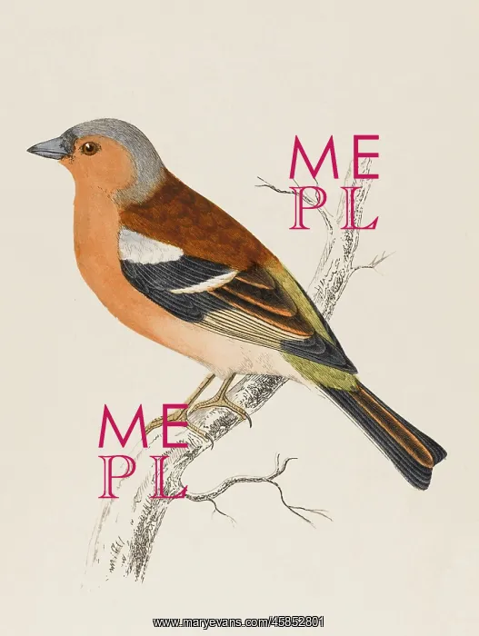 : CHAFFINCH. (Fringilla coelebs) Coelebs means bachelor, : CHAFFINCH. (Fringilla coelebs) Coelebs means bachelor,