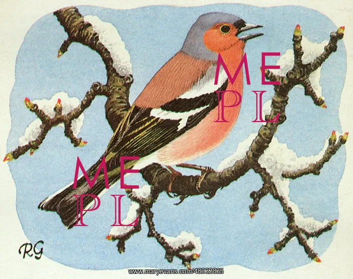 : Chaffinch (Fringilla coelebs) : Chaffinch (Fringilla coelebs)