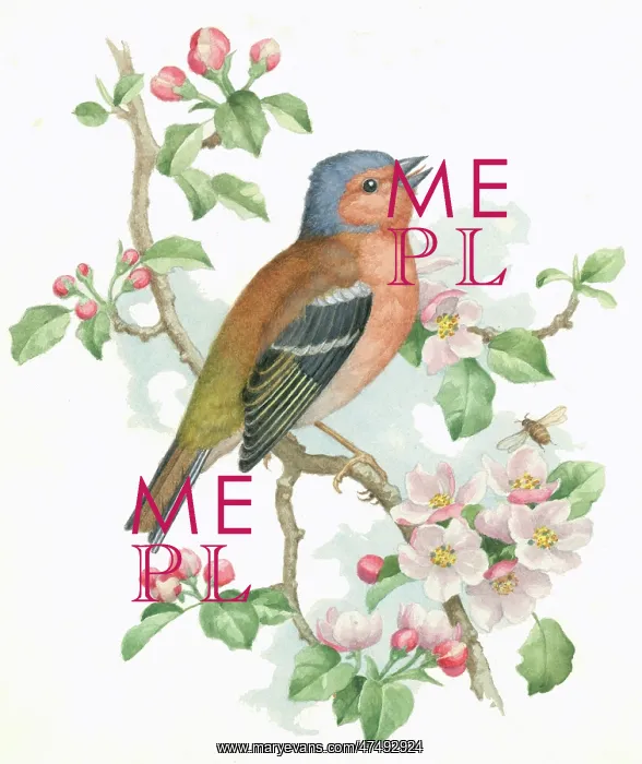  : Chaffinch on apple blossom