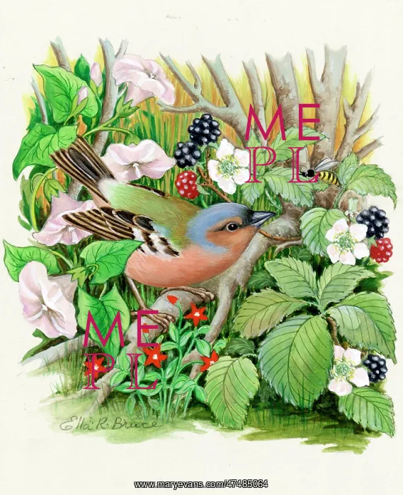  : Chaffinch with blackberries and convolvulus etc