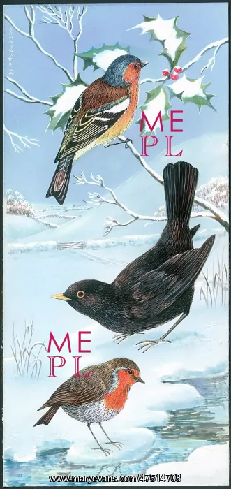  : Chaffinch, blackbird and robin in the snow