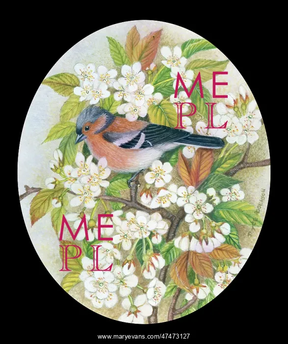 : Chaffinch on Blossom
