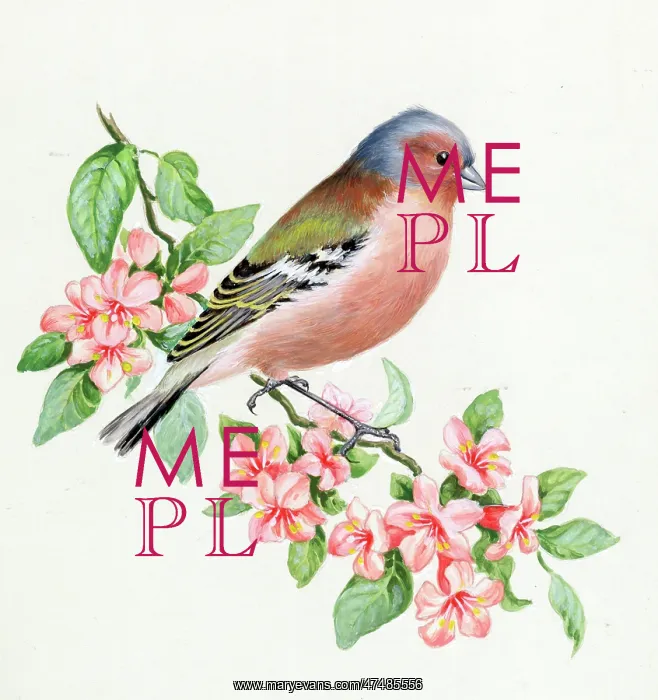  : Chaffinch on blossom