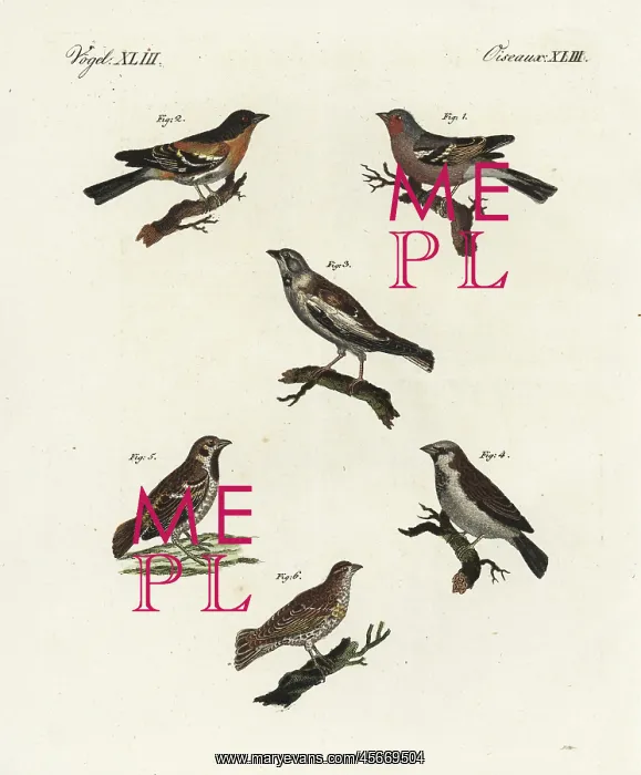 : Chaffinch, brambling, white-winged snowfinch, and sparrows : Chaffinch, brambling, white-winged snowfinch, and sparrows