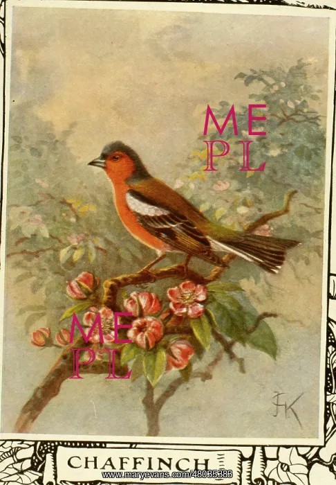  : Chaffinch on a branch