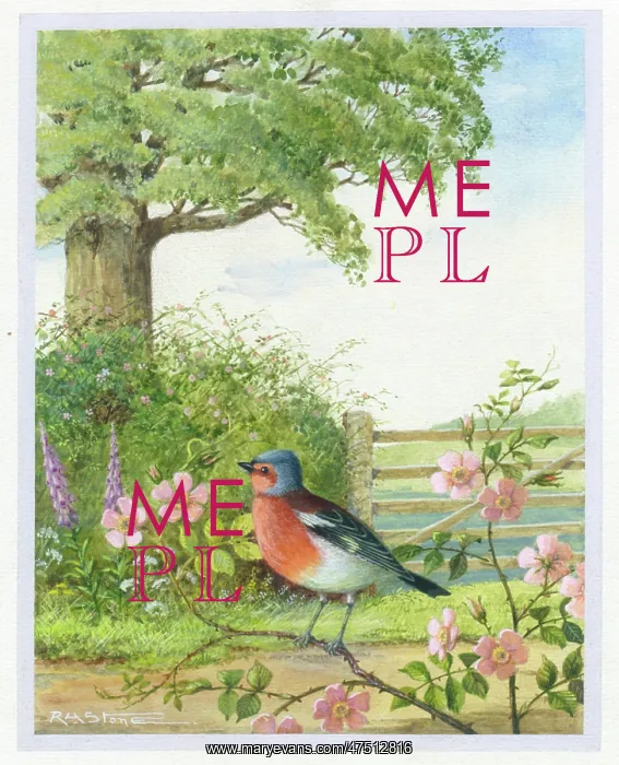 : Chaffinch on a branch of wild rose : Chaffinch on a branch of wild rose