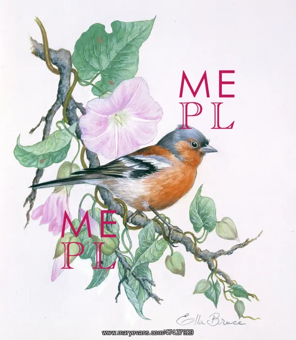  : Chaffinch on convolvulus