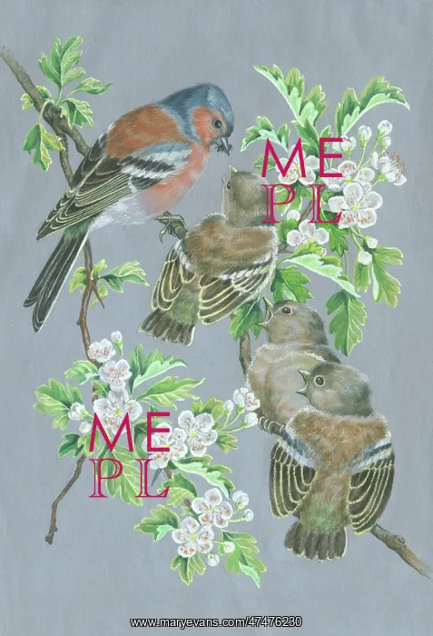 : Chaffinch feeding three young on hawthorn : Chaffinch feeding three young on hawthorn