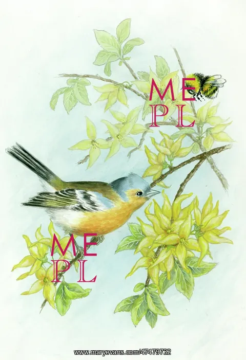  : Chaffinch on forsythia with bumble bee