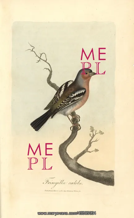 : Chaffinch, Fringilla coelebs : Chaffinch, Fringilla coelebs