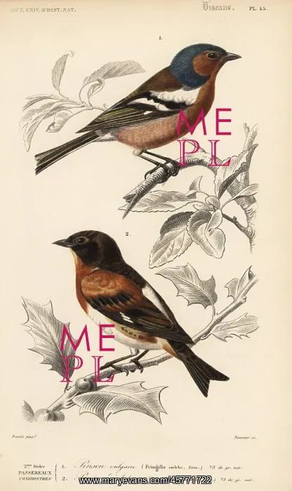 : Chaffinch, Fringilla coelebs, and brambling : Chaffinch, Fringilla coelebs, and brambling