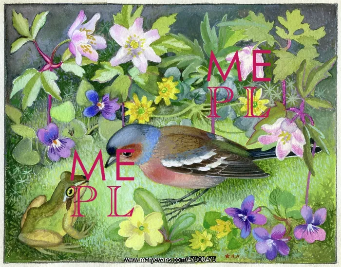 : Chaffinch and frog amongst wild flowers : Chaffinch and frog amongst wild flowers