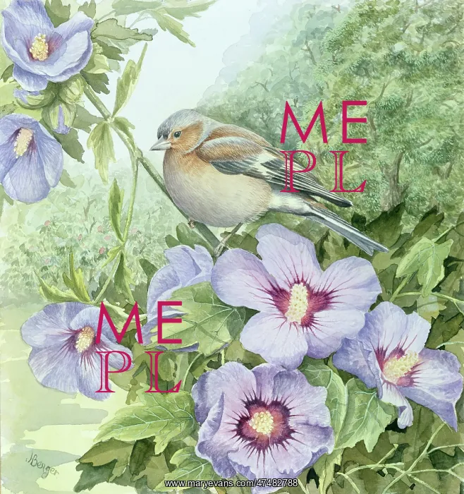  : Chaffinch on Hibiscus