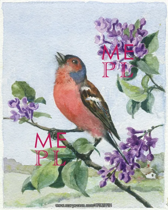  : Chaffinch on a lilac bough