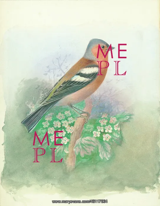  : Chaffinch (male)