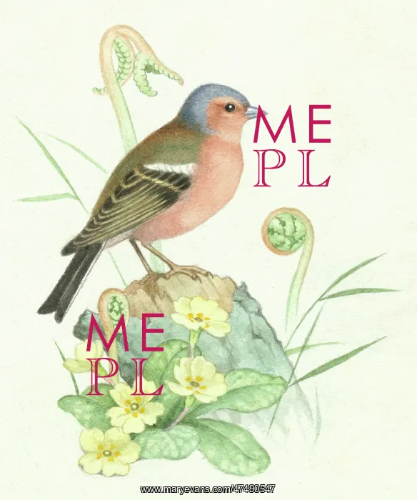  : Chaffinch – on a tree stump with primroses