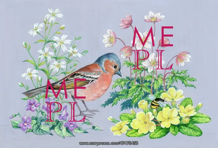 : Chaffinch with windflowers, stitchwort, violets : Chaffinch with windflowers, stitchwort, violets