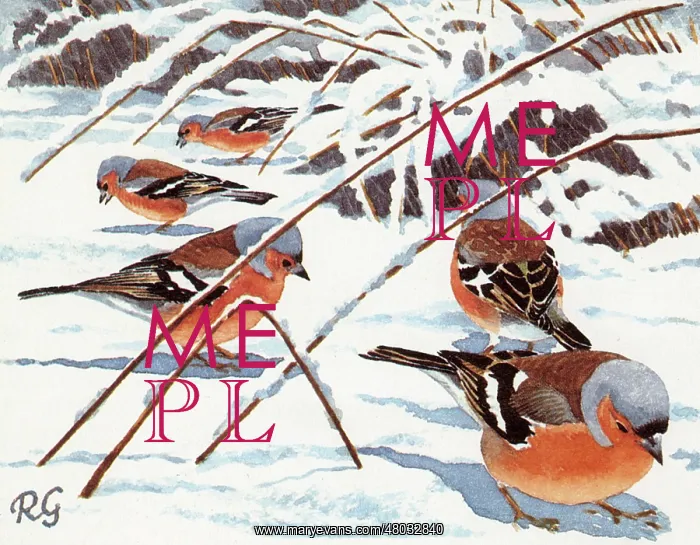 : Chaffinches : Chaffinches