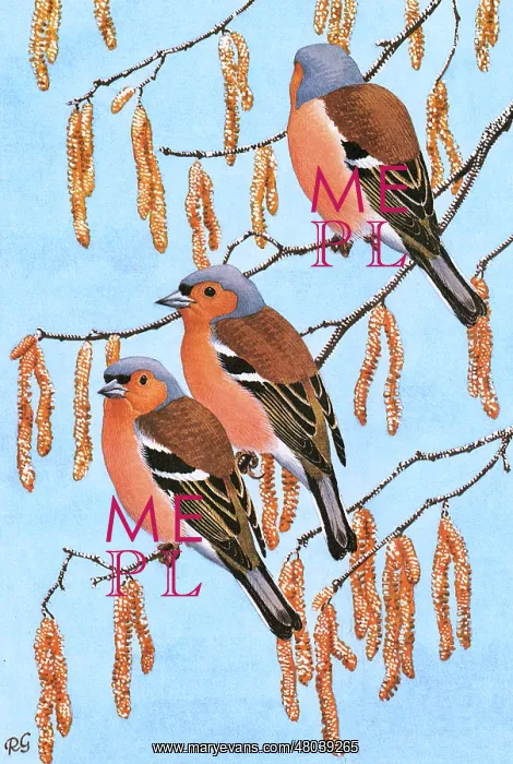 : Chaffinches : Chaffinches