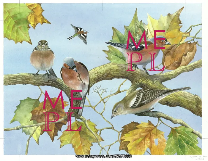  : Chaffinches in Beech Tree