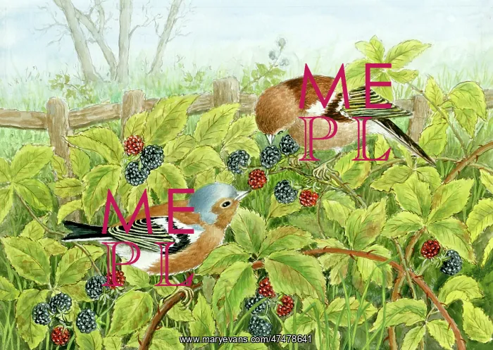  : Chaffinches on brambles