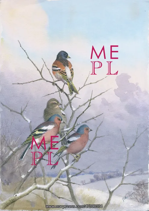  : Chaffinches and a Brambling in winter