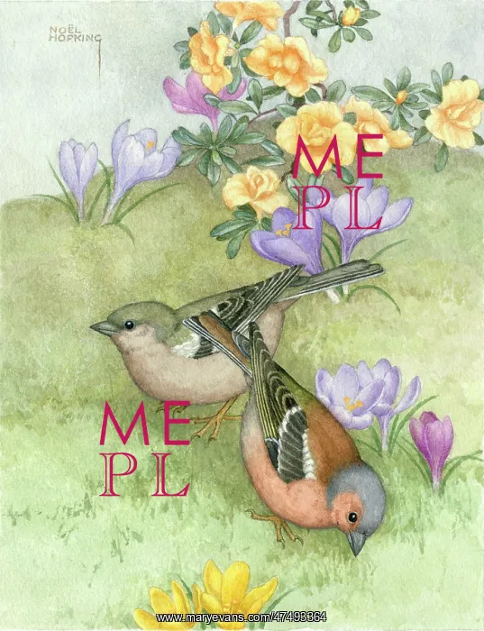  : Two chaffinches with crocuses and azaleas