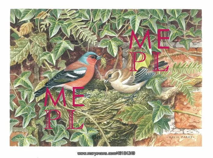  : Chaffinches nest building