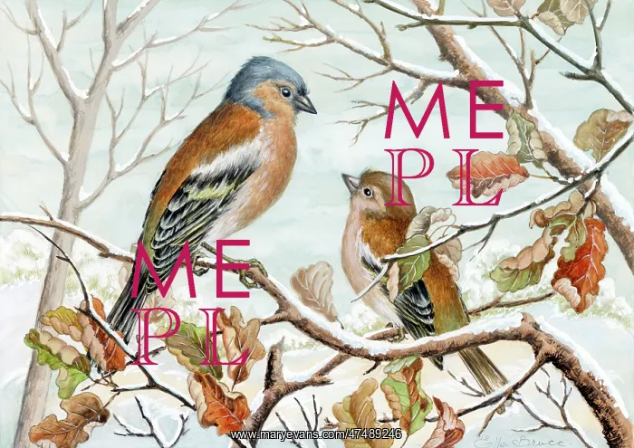  : Two chaffinches in the snow