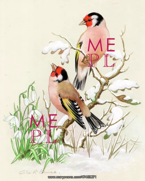  : Chaffinches and snowdrops