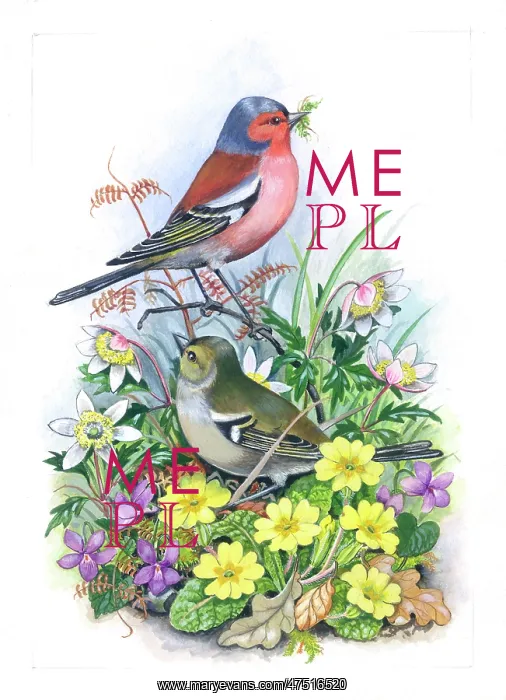 : Chaffinches with spring flowers : Chaffinches with spring flowers