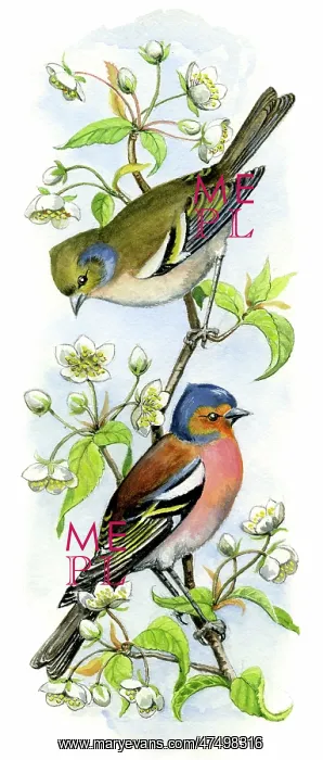  : Chaffinches on white blossom