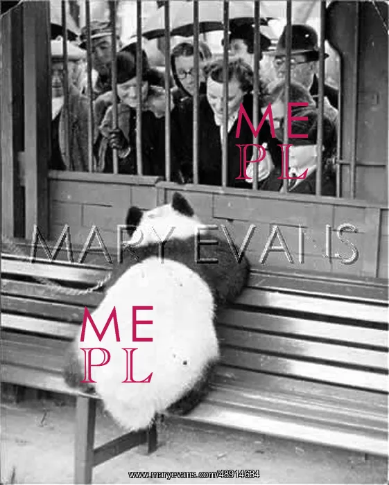 : CHAINED PANDA IN ZOO : CHAINED PANDA IN ZOO