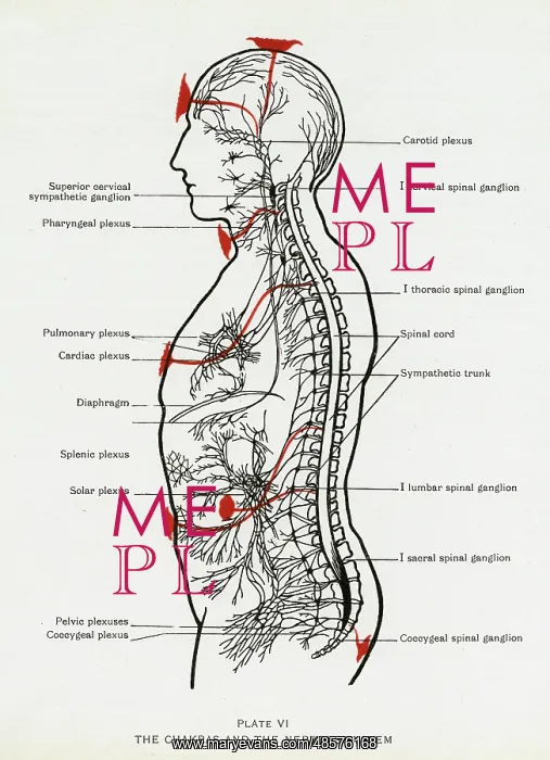 : Chakras and Nervous System