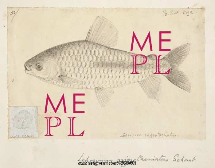 : Chalceus nigrotaeniatus : Chalceus nigrotaeniatus