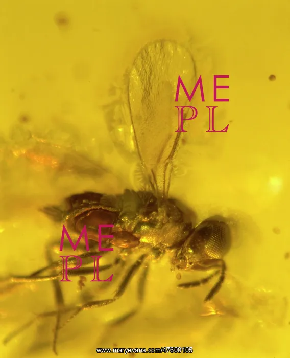 : Chalcid wasp in amber : Chalcid wasp in amber