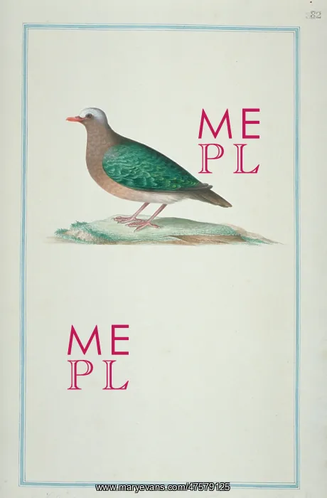 : Chalcophaps indica, emerald dove : Chalcophaps indica, emerald dove