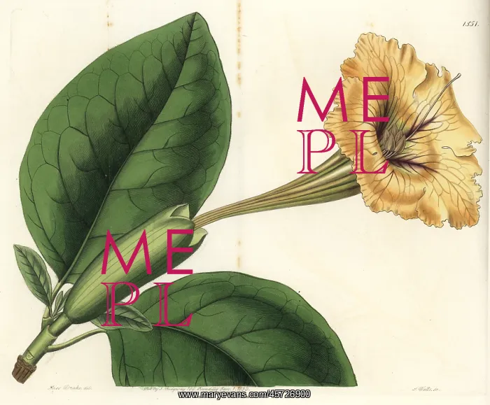 : Chalice vine or spotted-flowered solandra, Solandra guttata : Chalice vine or spotted-flowered solandra, Solandra guttata