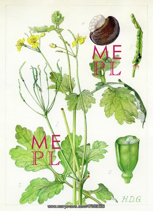 : Chalidonium majus - greater celandine : Chalidonium majus - greater celandine
