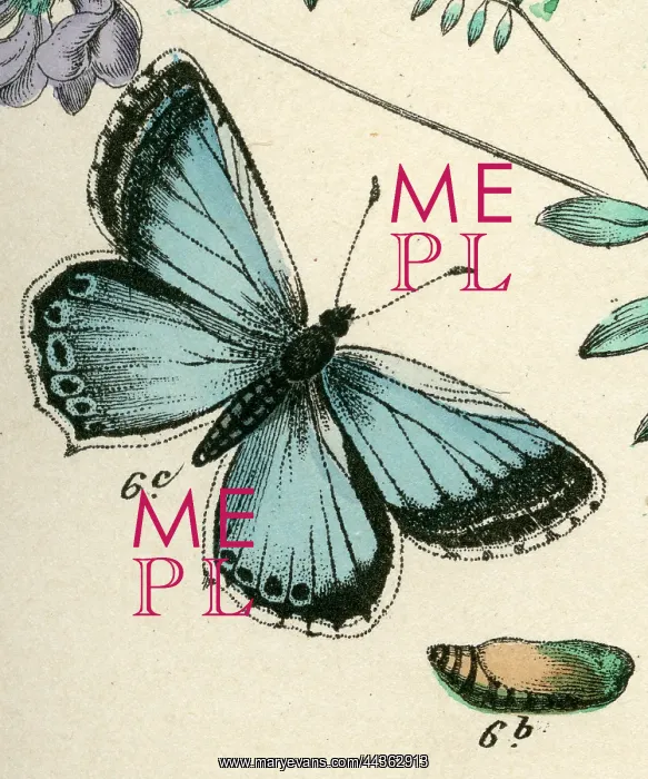  : Chalkhill Blue Butterfly