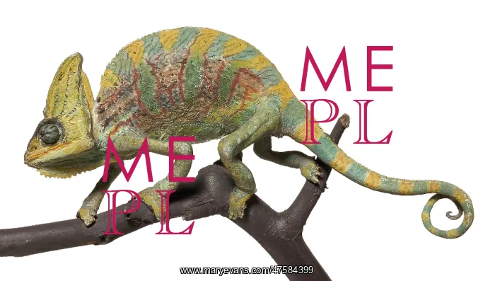 : Chamaeleo calyptratus, veiled chameleon : Chamaeleo calyptratus, veiled chameleon