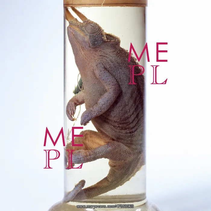 : Chamaeleo jacksonii, Jackson's chameleon : Chamaeleo jacksonii, Jackson's chameleon