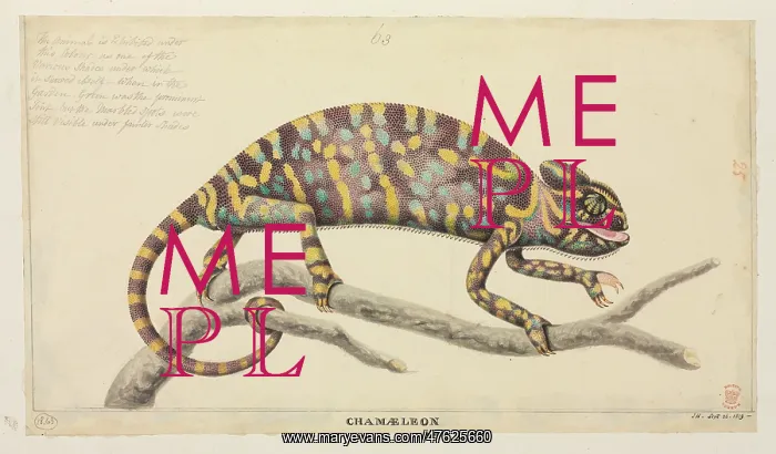 : Chamaeleo zeylanicus, Indian chameleon : Chamaeleo zeylanicus, Indian chameleon