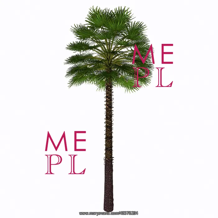: Chamaerops humilis isolated on white : Chamaerops humilis isolated on white